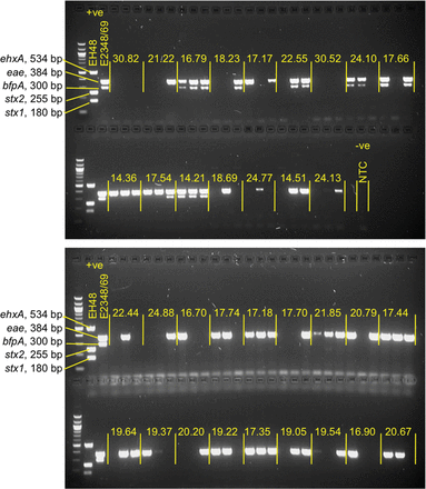 Gels showing the results of a multiplex polymerase chain reaction (PCR) assay for enteropathogenic Escherichia coli (EPEC), Shiga toxin–producing E. coli, and enterohemorrhagic E. coli (EHEC). Individual isolates from 34 specimens were subjected to a multiplex PCR as described in the text. Each specimen, separated by yellow vertical lines, consists of 3 individual isolates. The yellow values indicate the cycle threshold obtained for each specimen in the real-time PCR used in the initial screening for eae. The amplicons produced by the positive controls, EPEC E2348/69 (eae and bfpA) and EHEC EH48 (stx1, stx2, and ehxA) are also shown. 100 bp DNA ladder was used as a molecular size marker. Abbreviation: NTC, no template control.
