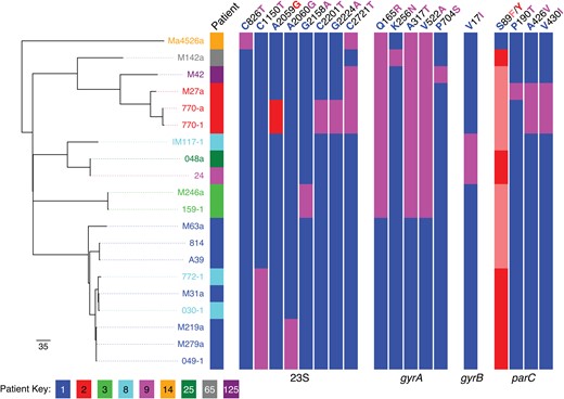 Maximum likelihood phylogenetic tree for 20 isolates of Mycoplasma amphoriforme from 9 patients distinguished by color and the strain designated by its code (8 from Royal Free London National Health Service Foundation Trust and 1 of 3 French/Tunisian isolates). The table was constructed with randomized axelerated maximum likelihood using a Generalised time reversible evolutionary model and a γ-correction for among-site rate variation. Single-nucleotide polymorphisms (SNPs) are noted for the 23S ribosomal RNA, and nonsynonymous SNPs for gyrA, gyrB, and parC genes using M. amphoriforme numbering. For each, a red or salmon-pink bar indicates evidence of association of the SNP with phenotypic antibiotic resistance, pink a possible association, and blue represents the ancestral, sensitive allele. Bootstrap support values for the relationships shown in the phylogeny can be found in Supplementary Figure 3.