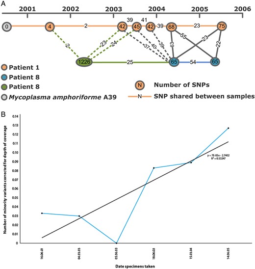 A, Accumulation of single-nucleotide polymorphisms (SNPs) detected in available Mycoplasma amphoriforme isolates within patient 1 (orange) and 8 (green or blue) from 1999 to 2006. Numbers indicate the number of SNPs the isolates have compared to the A39 type strain sequence, which was also isolated from patient 1. B, Measure of clinical isolate diversity detected at different sampling times for patient 1. The numbers represent the numbers of minority variants detected, corrected for depth of coverage. Minority variants were counted if they were supported by at least 4 reads, with 2 reads on each strand and a base and mapping quality of 50 and 30, respectively. There is a positive nonsignificant trend between time and number of minority variants, indicating an increase of diversity over the course of the infection (linear regression model: r2 = 0.532, P = .099).