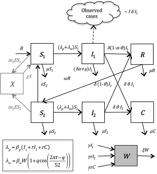 Compartmental diagram of model structure. The model is described in the “Methods” section (“Model Description”).