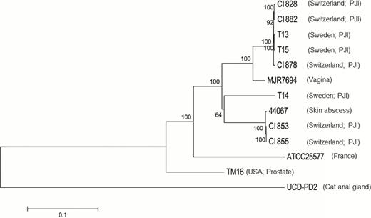 A neighbor-joining phylogenetic tree constructed on the single-nucleotide polymorphisms (SNPs) in the core genome regions of the Propionibacterium avidum strains, including 5 P. avidum strains isolated from 4 patients with prosthetic joint infection (PJI) described in this study (clinical isolates 828, 853, 855, 878, 882), and previously sequenced strains (T13, T14, T15, ATCC25577, UCD-PD2, MJR7694, 44067, and TM16). Horizontal bar represents p-distances based on substitutions at the SNP sites. Bootstrap values are based on 500 replicates.