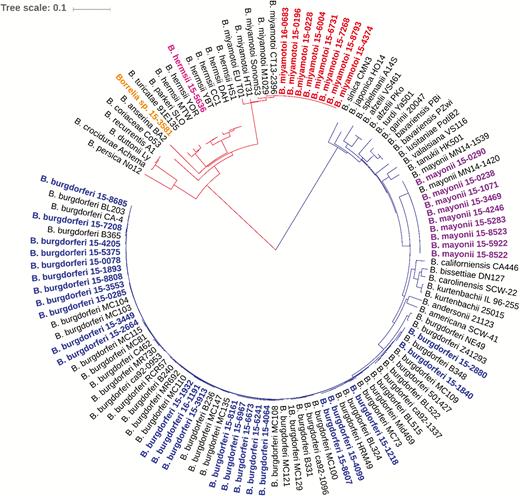 Phylogenetic relationships of identified Borrelia species. The phylogenetic tree is based on alignment of in frame concatenated DNA sequence fragments from 8 housekeeping genes (clpA, clpX, nifS, pepX, pyrG, recG, rplB, and uvrA) (n = 4791 bp). Strains sequenced in this study are highlighted as follows: blue, B. burgdorferi; purple, B. mayonii; red, B. miyamotoi; pink, B. hermsii, and orange, Candidatus B. johnsonii. Publicly available sequences for 18 different Bbsl genospecies and 10 different relapsing fever borreliae (black) were included for comparison. The scale bar corresponds to 0.1 substitutions per nucleotide position.