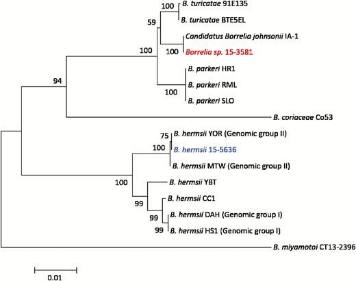Identification of Candidatus Borrelia johnsonii in patient blood. Phylogenetic relationship of Borrelia species 15–3581 (red) based on analysis of concatenated glpQ, flaB, and 16S rDNA sequences (n = 3048 bp). Publicly available sequences for 6 different relapsing fever borreliae (black) and Borrelia hermsii 15–5636 (blue) from this study were included for comparison. Bootstrap support values >50% are shown. The scale bar corresponds to 0.01 substitutions per nucleotide position.