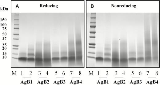 Sodium dodecyl sulfate–polyacrylamide gel electrophoresis of synthetic antigen B (AgB) subunits and their cross-linking products under reducing (A) and nonreducing conditions (B). Lanes 1, 3, 5 and 7 correspond to the individual subunits without the addition of 1-ethyl-3-(3-dimethylaminopropyl)carbodiimide (EDC) reagent. Lanes 2, 4, 6, and 8 correspond to the individual subunits after incubation with EDC reagent. Abbreviation: M, molecular weight markers.