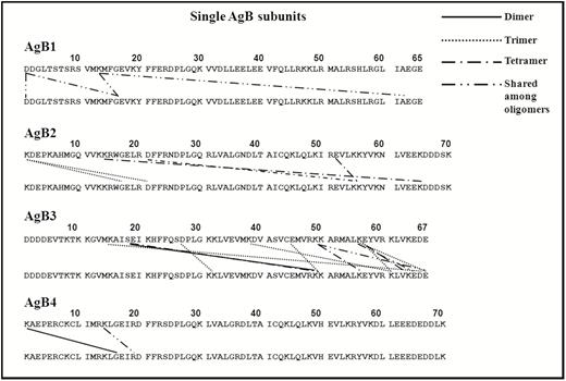 Interacting residues from mass spectrometric analysis of protein bands after incubation of single subunits with 1-ethyl-3-(3-dimethylamino propyl)-carbodiimide. Abbreviation: AgB, antigen B.
