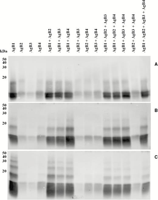Western immublotting of synthetic antigen B (AgB) subunits (A) and their cross-linking products after incubation with a 10-fold (B) or a 100-fold (C) excess of 1-ethyl-3-(3-dimethylamino propyl)-carbodiimide under reducing conditions, as individual components, or as a mixture of the four subunits.