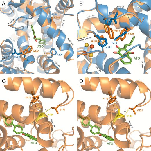 View of the modeled Pneumocystis jirovecii and reference Saccharomyces cerevisiae quinol oxidation sites and of the environment of residue 144 in P. jirovecii. The x-ray structure of S. cerevisiae cytochrome (cyt) bc1 with atovaquone bound (Protein Data Bank identifier 4pd4) in a deprotonated state was used as a template, and a model of the P. jirovecii Rieske–cyt b complex was obtained using the Modeller program. The model was checked for quality using the RAMPAGE server (http://mordred.bioc.cam.ac.uk/~rapper/rampage.php) and showed 95.7% and 3.2% for favored and allowed regions, respectively, and 1.1% for outliers. The P. jirovecii model overlapped to the template with excellent accuracy, as evidenced by the very low root-mean-square deviation of atomic positions of 0.25 Å. The P. jirovecii protein is shown in orange and the S. cerevisiae one in blue. Atovaquone (ATO) is shown in green. A, Detailed view of the binding site with side chains of cyt b residues 283 and 296 differing between S. cerevisiae and P. jirovecii. The Rieske subunit and cyt b I122L were hidden for clarity. B, View of the atovaquone-binding site showing R283W-induced local structural alterations; orange and yellow spheres correspond, respectively, to iron and sulfur atoms of the iron-sulfur cluster in the Rieske subunit. C, Wild-type cyt b Ala144 residue in the modeled P. jirovecii. D, Mutant cyt b Val144 residue associated with clinical atovaquone resistance in P. jirovecii. The mutant cyt b Val144 residue in the modeled P. jirovecii was generated with the function swapaa (in silico mutagenesis) in Chimera. Residue 144 is shown in yellow, residues involved in steric clashes with residue 144 are shown in orange, and interatomic distances are shown as yellow dashed lines.