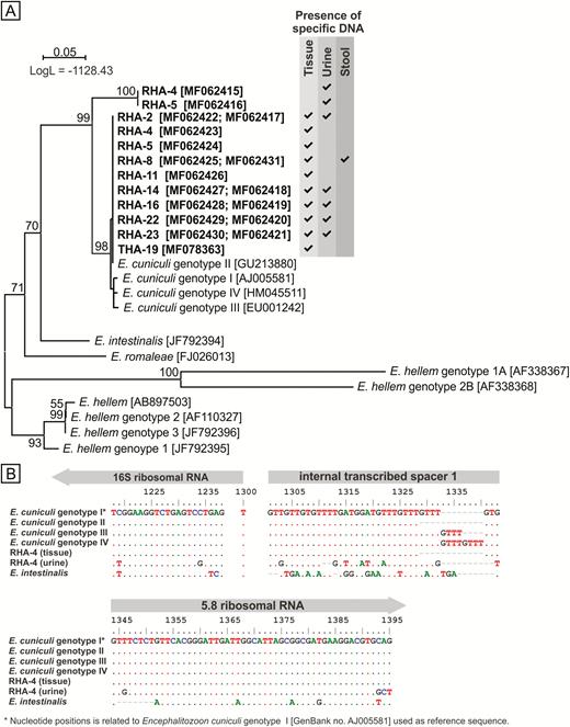 Phylogenetic relationships between novel Encephalitozoon isolates and Encephalitozoon cuniculi identified in this study and the rest of the Encephalitozoon genus. A, Maximum likelihood tree of novel Encephalitozoon internal transcribed spacer (ITS) sequences together with all members of the Encephalitozoon genus. Alignment of partial sequences of the 16S ribosomal RNA (rRNA) gene, complete sequences of ITS, and partial sequences of the 5.8S rRNA gene of one of the novel Encephalitozoon isolates, as well as E. cuniculi identified in the same patient, different E. cuniculi genotypes, and E. intestinalis in (B), reveals single-nucleotide polymorphisms differentiate identified isolates; the scale bar corresponds to a genetic distance of .05 substitutions per site. Abbreviations: LogL, log-likelihood value; RHA, revision total hip arthroplasty.