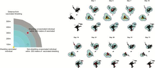 Spatial mapping of oral polio vaccine transmission shedding over time.