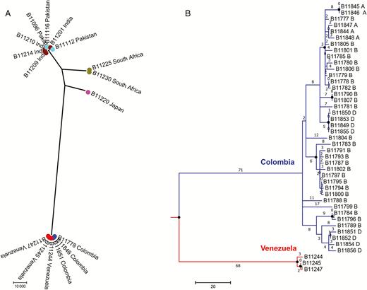Phylogenetic analysis of clinical Candida auris isolates from Colombia and other countries reporting C. auris cases. A, Maximum parsimony tree of isolates from South Asian (Indian and Pakistani), African, Japanese, and South American (Venezuelan and Colombian) C. auris cases. Scale represents 10000 single-nucleotide polymorphisms (SNPs). Each circle represents a single isolate. B, Maximum parsimony tree of isolates from Venezuelan (red) and Colombian (blue) C. auris cases. Scale represents 20 SNPs. Numbers represent SNPs. A, B, and D indicate hospitals A, B, and D. Circles at nodes indicate separations with a bootstrap value ≥90%.