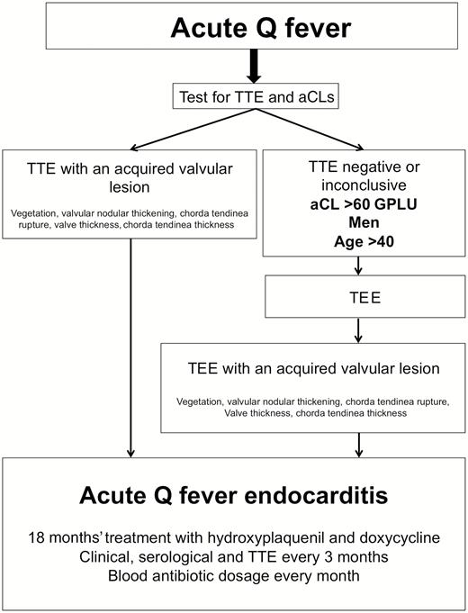 Diagram for diagnosis and management of acute Q fever endocarditis. Abbreviations: aCLs, anticardiolipin antibodies; GPLU, immunoglobulin G-type phospholipid units; TEE, transesophageal echocardiography; TTE, transthoracic echocardiography.