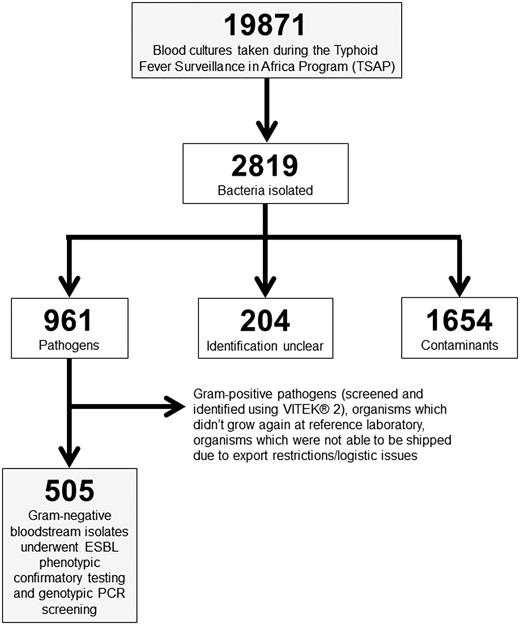 Flow diagram of bloodstream infection Gram-negative bacterial isolates for ESBL analyses. Abbreviation: ESBL, extended-spectrum β-lactamase.