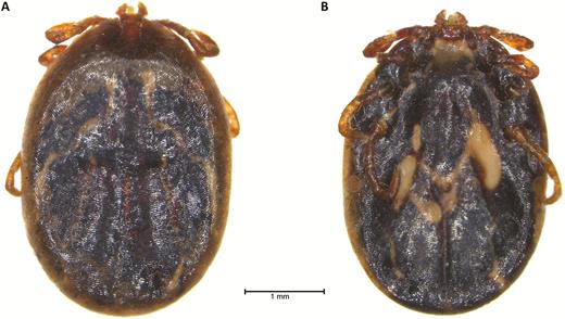Dorsal (A) and ventral (B) views of the blood-engorged Haemaphysalis longicornis nymph found attached to a patient in Westchester County, New York, identified to species by morphological examination and DNA barcoding (photo credit: A. Egizi). Note that 2 legs are missing: 1 was removed to perform DNA barcoding and 1 was missing prior to receipt of the tick.