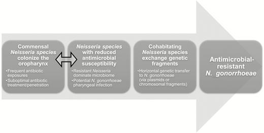 Conceptual model for the “resistant commensal reservoir” hypothesis in antibiotic-resistant Neisseria gonorrhoeae research. Double-headed arrow indicates the area of research relevant to current findings.