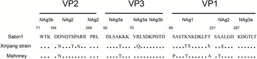 Alignment of amino acid residues of NAg sites 1 (viral capsid protein (VP): 95–106), 2 (VP2: 164–173; VP2: 269–271; and VP1: 221–226), 3a (VP3: 56–62; VP3: 70–74; and VP1: 287–292), and 3b (VP2: 71–73 and VP3: 75–80) for Sabin 1, the Xinjiang strain (CHN15115/XJ/2011), and the Mahoney strain. Abbreviation: NAg, neutralizing antigenic.