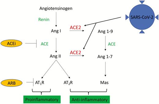 SARS-CoV-2 and ACE2. ACE2 inhibits Ang II activity in the renin-angiotensin system through degradation of Ang I and Ang II into Ang 1–9 and Ang 1–7. Ang II and the AT1R have proinflammatory effects that may lead to acute lung injury or myocarditis, whereas the AT2 and Mas receptors have anti-inflammatory effects. SARS-CoV-2 uses ACE2 as its functional receptor and induces acute lung injury and myocarditis through unknown mechanisms. ACEi and ARBs inhibit the Ang II/AT1R axis, which may be anti-inflammatory; they also increase ACE2 expression, which may increase SARS-CoV-2 virulence. Abbreviations: ACEi, angiotensin-converting enzyme inhibitors; ACE2, angiotensin-converting enzyme 2; Ang, angiotensin; ARB, angiotensin receptor blocker; AT, angiotensin; AT1R, AT1 receptor; AT2R, AT2 receptor; Mas, mitochondrial assembly; SARS-CoV-2, severe acute respiratory syndrome coronavirus 2.