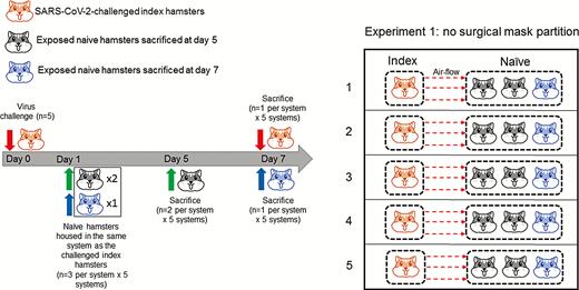 Noncontact transmission of SARS-CoV-2 from virus-challenged index hamsters to exposed naive hamsters without surgical mask partition between the cages (experiment 1). SARS-CoV-2 was intranasally inoculated to the index hamsters (n = 5) at day 0. Twenty-four hours later, 3 naive hamsters were transferred to the adjacent cage and exposed to the cage housing the virus-challenged index hamster. Two exposed naive hamsters in each system were sacrificed at 5 dpi (4 days after exposure). The challenged index hamster and the remaining exposed naive hamster in each system were then sacrificed at 7 dpi. A total of 5 systems (n = 20) were included in experiment 1. Abbreviation: dpi, days postinoculation; SARS-CoV-2, severe acute respiratory syndrome coronavirus 2.