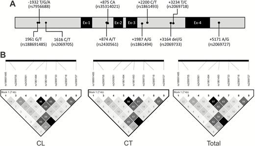 The distribution of polymorphisms and position in the IFNG gene (A) and linkage disequilibrium structure among the different polymorphisms of the IFNG gene (B). Abbreviations: CL, cutaneous leishmaniasis; CT, control; IFNG, interferon-γ.