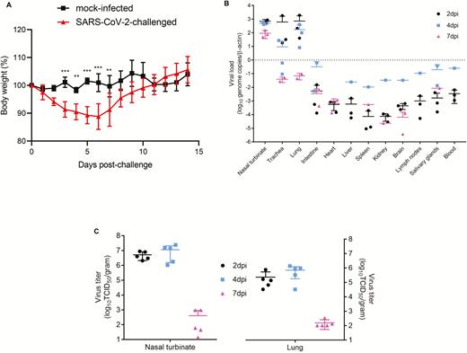 Body weight changes and tissue tropism of SARS-CoV-2 infection in the Syrian hamster model. A, Body weight changes of SARS-CoV-2–challenged (n = 11 at 0 dpi to 7 dpi; n = 6 at 8 dpi to 14 dpi) and mock-infected (n = 3 at 0 dpi to 14 dpi) hamsters. B, Viral load by qRT-PCR assay in the respiratory tract tissues, extrapulmonary organ tissues, and blood of SARS-CoV-2–challenged hamsters at 2 dpi, 4 dpi, and 7 dpi (n = 3/day). C, Quantitation of virus titer by TCID50 assay in the nasal turbinate and lung of SARS-CoV-2–challenged hamsters at 2 dpi, 4 dpi, and 7 dpi (n = 5/day). **P < .01, ***P < .0001 by 2-way ANOVA. Error bars represent SDs of the mean. Abbreviations: ANOVA, analysis of variance; dpi, days postinoculation; qRT-PCR, quantitative reverse transcription–polymerase chain reaction; SARS-CoV-2, severe acute respiratory syndrome coronavirus 2; TCID50, median tissue culture infectious dose.