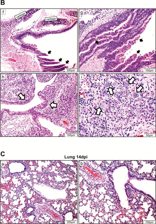 Histopathological changes of upper and lower respiratory tract tissues at days 7 and 14 after SARS-CoV-2 infection. A, At 7 dpi, nasal turbinate tissue (left panels) showed mild submucosal infiltration. The epithelium was intact with a few mononuclear cells and cell debris seen in the luminal side. Viral N protein was only seen in the debris. Tracheal epithelial layer (right panels) was restored with cell proliferation forming projections into the lumen. No viral N protein expression was detected. B, (a) and (b) Lung sections of virus-challenged hamsters showing consolidation involving nearly half of the cutting area. (c) Lung consolidation around 2 bronchi and a pulmonary blood vessel with proliferative bronchial epithelial (arrows) and alveolar cells; (d) proliferation of alveolar cells formed granular structures, which were (e) stained strongly positive by Ki67 antibody; epithelial cell proliferation and hyperplasia in (f) trachea and (g) small bronchi with the hyperplastic cells forming papillary projections into the lumen (arrows); (h) bronchioles and terminal bronchioles and (i) alveoli showing irregular-sized and -shaped hyperplastic cells (arrows). C, Histopathological changes of the lung at 14 dpi. (a) and (b) The lungs showed mild blood vessel congestion and mononuclear cell infiltration, bronchiolar and alveolar epithelium proliferation, and restored tissue structures with largely resolved inflammation. Abbreviations: dpi, days postinoculation; NP, nucleocapsid protein; SARS-CoV-2, severe acute respiratory syndrome coronavirus 2.