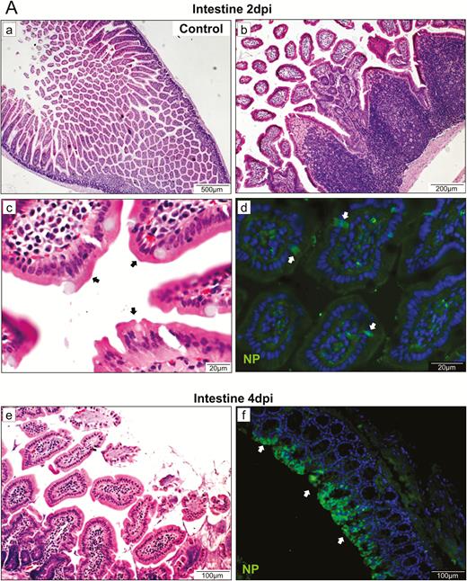 Representative histopathological changes of the intestine and spleen. A, H&E and immunofluorescence staining of intestinal tissue at 2 dpi. (a) Mock-infected hamster's intestine; (b) and (c) intestinal mucosal epithelia and Peyer’s patches of virus-challenged hamsters at 2 dpi; (d) a few mucosal epithelial cells and interstitial histiocytes were found weakly positive for viral NP (arrows); (e) epithelial cell necrosis and (f) viral NP expression (arrows) in the intestine at 4 dpi. B, Images of H&E- and TUNEL-stained spleen sections at 2 dpi and 4 dpi showing depletion of white and red pulps with reduced number and size of follicles and increased apoptosis. Abbreviations: dpi, days postinoculation; H&E, hematoxylin and eosin; NP, nucleocapsid protein; SARS-CoV-2, severe acute respiratory syndrome coronavirus 2; TUNEL, terminal deoxynucleotidyl transferase deoxyuridine triphosphate nick end labeling.