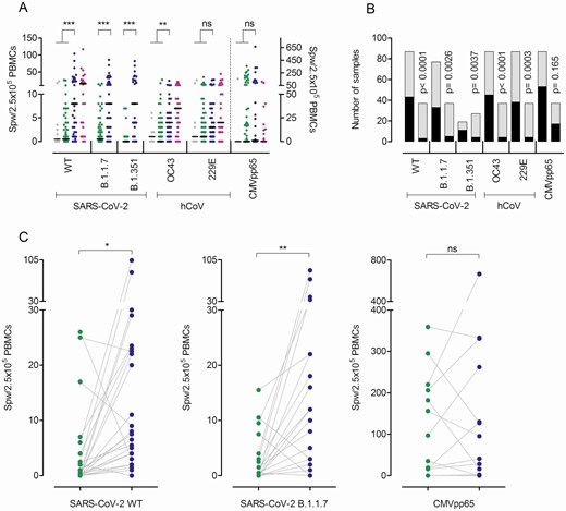 T-cell frequencies against severe acute respiratory syndrome coronavirus 2 (SARS-CoV-2) wild-type (WT) and variants B.1.1.7 and B.1.351, and human coronaviruses (hCoVs) OC43 and 229E after the first and second BNT162b2 doses. Interferon gamma (IFN-γ) enzyme-linked immunospot (EliSpot) assay data for the SARS-CoV-2 variants and 2 hCoVs from individuals vaccinated once (n = 78–88) or twice (n = 27–37) are shown. The first samples (gray dots, days 2–14; green dots, days 17–27 after the first dose) depict data from before the second vaccination and the second sample (blue dots) from 21 days after the second BNT162b2 dose. Purple dots represent results from convalescent patients at a mean 8.5 weeks (range, 3–36 weeks) after mild COVID-19. A, Data are depicted as the number of spots per well (SPW)/2.5 × 105 peripheral blood mononuclear cells (PBMCs). For cytomegalovirus (CMV) pp65, values from individuals irrespective of their CMV serostatus are depicted (note the separate axis on the right). Bars represent the median. B, Number of individuals with zero (black) or ≥1 (gray) SPW in the IFN-γ EliSpot assay after the first (left column) or second (right column) BNT162b2 dose. C, Changes in T-cell frequencies as a function of time between the first (green dots) and the second (blue dots) vaccination. *P < .05, **P < .01, ***P < .001, by 2-tailed Student’s t test (A), paired t test (C), or Fisher exact test (B); ns = not significant.