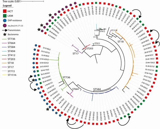 Phylogenetic tree showing the genetic relatedness according to SNPs found in the whole genome of the 89 VRE isolates. Transmissions between patients are shown on the figure. Abbreviations: B, bathroom; DAP, daptomycin; HCT, hematopoietic cell transplant; LKM, leukemia; M, main room; S, rectal swabs; SNP, single nucleotide polymorphism; ST, sequence type; VRE, vancomycin-resistant enterococci.