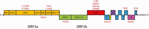 Schematic diagram showing differences in amino acids between the first and second episode. * Stop codon at position 64 of ORF8 leading to a truncation of 58 amino acids in the virus genome of the first episode of infection.