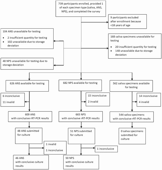 Flowchart of the participants enrolled and the specimens submitted for severe acute respiratory syndrome coronavirus 2 real-time reverse-transcription polymerase chain reaction (rRT-PCR) and viral culture. Abbreviations: ANS, anterior nasal specimens; NPS, nasopharyngeal specimens; SS, saliva specimens.
