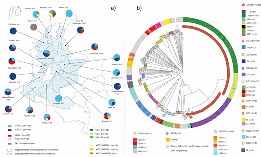 Geographical distribution of mechanisms of resistance to carbapenems in Klebsiella pneumoniae and core genome tree in Colombia, 2013–2017. a) Map depicting the 21 departments that submitted isolates for surveillance. Isolates were classified according to the mechanism of resistance to carbapenem by color (see key). Pie chart shows the proportions of different mechanisms of resistance to carbapenems in each department. b) Circular representation of the transformed phylogenetic tree showing the genetic relationships among 421 Colombian K. pneumoniae CRKP isolates. Phylogenetic tree was built using 421/425 isolates; 4 were excluded from the analysis because they presented a high number of N in the multiple alignments. The 421 isolates were classified into 80 STs grouped in 42 CG and 9 singletons. Due to the number of different CGs, for the graph, CGs with ≥6 isolates were selected for easy viewing on the tree: CG258, CG13, CG14/15, CG17/20, CG25, CG39, CG45, CG70, CG76, CG147, CG152, and CG307. Remaining CG and singletons were classified as other-CG. Abbreviations: CG, clonal group; CRKP, carbapenem-resistant Klebsiella pneumoniae; ST. sequence type.