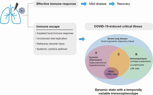 Dynamic, heterogenous inflammatory processes subsequent to immune escape contribute to disease severity and tissue damage. Early, local inflammatory processes in the lung often result in an effective host response leading to pathogen clearance. In the event of escape of the virus from the immune system as the result of a suppressed or delayed immune response, there is unchecked viral replication. Increased viral load and direct tissue injury precipitate inflammatory processes, which lead to highly dynamic and variable local and systemic immune responses. Within the context of COVID-19–induced critical illness, including acute hypoxemic respiratory failure, systemic inflammation (A) and immunoparalysis (B) may occur independently or simultaneously (C). Systemic inflammation, including hypercytokinemia and hyperferritinemia, is common, but is not universally severe. Only a subset of patients have inflammatory biomarkers that are high enough to be consistent with MAS- or CRS-like presentations. Severe immune suppression (ie, immunoparalysis) may be characterized by decreased antigen-presenting capacity and decreased numbers of lymphocytes and NK cells. In sum, COVID-19–induced critical illness is a highly dynamic state with a temporally variable immunophenotype. Heterogeneity of the subsequent inflammatory responses in individual patients is common, and the use of immunomodulatory interventions likely needs to be based on the phase of the response and individual patient immunophenotype. Abbreviations: COVID-19, coronavirus disease 2019; CRS, cytokine release syndrome; MAS, macrophage activation syndrome; NK, natural killer.
