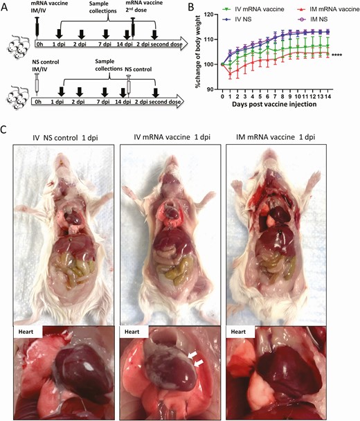 Schema for vaccine administration and gross pathology of mouse after vaccination. A, Experimental schema. Groups of mice were injected with COVID-19 mRNA vaccine via intramuscular (IM) or intravenous (IV) route. At 1, 2, 7, and 14 dpi, mice were killed for histopathological analysis. Normal saline (NS) was IV or IM injected in parallel as control. B, Body weight changes of mice after injection. C, Representative images of gross pathology of mouse organs and heart at 1 dpi. Hearts of NS control and IM vaccine groups appeared normal, whereas whitish patches (arrows) were seen on the visceral pericardium of hearts after IV vaccine. D, Representative images of gross pathology of mouse organs including heart at 2 dpi. Large whitish patches (arrows) were seen on the visceral pericardium of mice receiving IV vaccine. Abbreviations: COVID-19, coronavirus disease 2019; dpi, days post-injection; mRNA, messenger RNA.