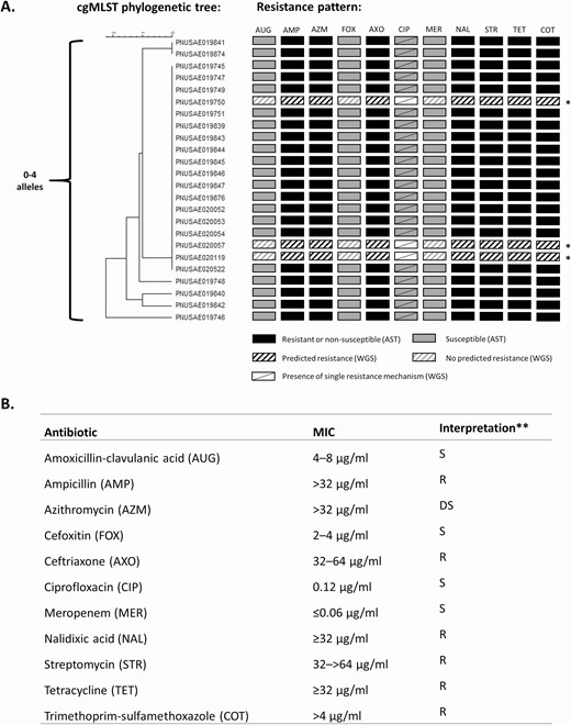 Core genome multilocus sequence typing (cgMLST) phylogenetic tree and antibiotic susceptibility of Shigella sonnei outbreak isolates—Vermont, 2018. A, cgMLST phylogenetic tree containing isolates from 24 patients with culture-confirmed S. sonnei infection. Resistance patterns by antibiotic susceptibility testing (AST) and/or identification of resistance mechanisms by whole genome sequencing (WGS) are shown. B, AST results and interpretation for outbreak isolates. *AST was not performed for these isolates; only predicted resistance based on WGS is shown. **Interpretation of minimum inhibitory concentrations (MICs) is according to Clinical and Laboratory Standards Institute (CLSI) breakpoints when available. Decreased susceptibility to azithromycin is defined by an MIC above the epidemiological cutoff value (ECV) for Shigella sonnei of ≤16 µg/mL established by CLSI in 2015. The ECV should not be used to predict clinical effectiveness. Abbreviations: AMP, ampicillin; AST, antibiotic susceptibility testing; AUG, amoxicillin-clavulanic acid; AXO, ceftriaxone; AZM, azithromycin; cgMLST, core genome multilocus sequence typing; CIP, ciprofloxacin; COT, trimethoprim-sulfamethoxazole; DS, decreased susceptibility; FOX, cefoxitin; MER, meropenem; MIC, minimum inhibitory concentration; NAL, nalidixic acid; R, resistant; S, susceptible; STR, streptomycin; TET, tetracycline; WGS, whole genome sequencing.