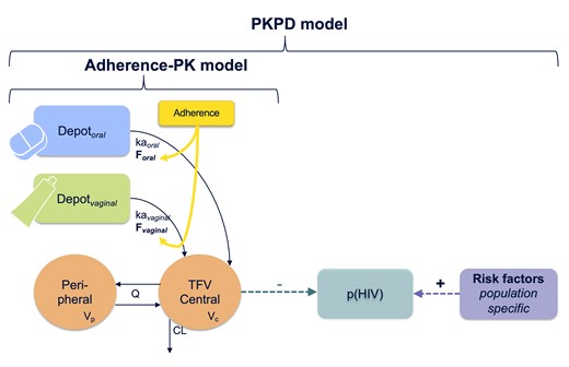 Schematic representation of the PKPD model. The full PKPD model links the adherence-PK model for both routes of administration to the probability of acquiring HIV infection over time. The population-specific risk factors refer to the predictors of HIV risk for each study that were identified in the companion submitted paper. p(HIV) represents the probability of HIV. PK parameter definition: ka, absorption rate constant. CL, clearance; F, drug bioavailability; HIV, human immunodeficiency virus; Q, intercompartmental clearance; Vc and Vp, volume of central and peripheral compartment, respectively.