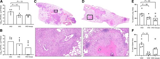Impact of vitamin A deficiency on tuberculosis disease outcome in the guinea pig model 60 days after infection with Mycobacterium tuberculosis. Shown are outcomes from VAD (open circle), VAS (closed circle), and VAD guinea pigs resupplemented with vitamin A at 30 days after infection (open square). A, Bacterial burden in lung of VAD, VAS, and VAD resupp. B, Bacterial burden in spleen of VAD, VAS, and VAD resupp. C, Representative hematoxylin and eosin (H&E)–stained histology images of a full lung section from a VAD guinea pig. D, Representative H&E-stained histology images of a full lung section from a VAD guinea pig. Black boxes outline the high magnification images below panels C and D (bar = 100 μm). E, Proportion of lung tissue area affected by inflammatory lesions in VAD, VAS, and VAD resupp guinea pigs. F, Proportion of spleen tissue area affected by inflammatory lesions in VAD, VAS, and VAD resupp guinea pigs. Abbreviations: CFU, colony-forming unit; resupp, resupplemented; VAD, vitamin A deficient; VAS, vitamin A sufficient.