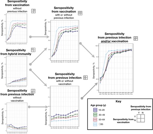 Population-weighted percentages of seropositivity (with 95% confidence intervals) by previous severe acute respiratory syndrome coronavirus 2 (SARS-CoV-2) infection and coronavirus disease 2019 (COVID-19) vaccination status, stratified by age subgroups. Previous SARS-CoV-2 infection was defined as seropositivity for anti-nucleocapsid antibody or, in the absence of reported vaccination, for anti-spike antibody. Vaccination was defined as self-report of ≥1 COVID-19 vaccine dose on the donor history questionnaire (Supplementary Table 1). Abbreviations: N, no; Y, yes.