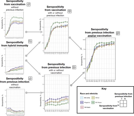 Population-weighted percentages of seropositivity (with 95% confidence intervals) by previous severe acute respiratory syndrome coronavirus 2 (SARS-CoV-2) infection and coronavirus disease 2019 (COVID-19) vaccination status, stratified by race and ethnicity. Previous SARS-CoV-2 infection was defined as seropositivity for anti-nucleocapsid antibody or, in the absence of reported vaccination, for anti-spike antibody. Vaccination was defined as self-report of ≥1 COVID-19 vaccine dose on the donor history questionnaire (Supplementary Table 1). Abbreviations: N, no; NH, non-Hispanic; Y, yes.