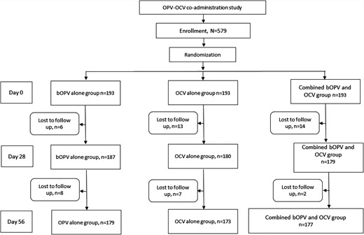 CONSORT flow diagram of OPV-OCV co-administration study. Abbreviations: bOPV, bivalent oral poliovirus vaccine; OCV, oral cholera vaccine; OPV, oral poliovirus vaccine.