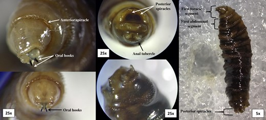 Images of Cochliomyia hominivorax L3 larvae taken with an Olympus SZX12 stereomicroscope in which the anterior spiracle, oral hooks, posterior spiracles, and anal tubercle can be seen.