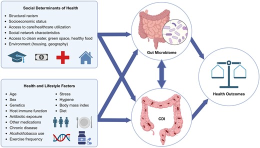 Complex relationships between the microbiome, social determinants of health, and health inequities in CDI. This figure demonstrates how social and structural determinants of health, as well as health and lifestyle factors, shape the gut microbiome and its influence on CDI. These relationships demonstrate that different patient populations may experience health disparities, providing valuable insights for addressing CDI outcomes and promoting health equity. Abbreviation: CDI, Clostridioides difficile infection. (Created with BioRender.com)