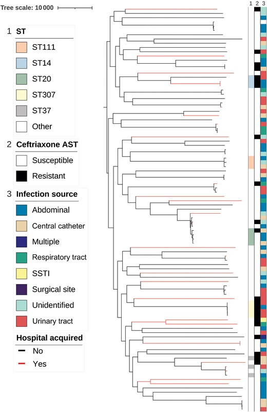 Phylogenetic tree of the 94 Klebsiella pneumoniae bloodstream infection isolates, a midpoint-rooted tree based on core single-nucleotide polymorphism aligned to reference strain NTUH-K2044. Column 1 shows the sequence types (STs) with ≥3 isolates represented; column 2, ceftriaxone resistance pattern; and column 3, the infection source. Branches are colored black or red for community-acquired or hospital-acquired infections, respectively. Abbreviations: AST, antimicrobial susceptibility testing; SSTI, skin and soft-tissue infection.