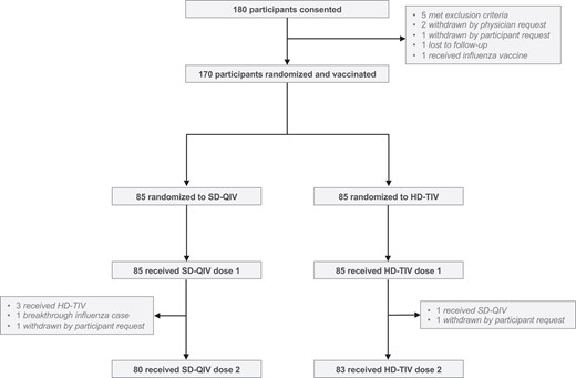 Enrollment, randomization, and vaccine status. A total of 180 participants were consented, among whom 170 were subsequently randomized and vaccinated. Among the 85 participants randomized to receive SD-QIV, 80 (94%) received both doses; among the 85 participants randomized to receive HD-TIV, 83 (98%) received both doses. Abbreviations: HD-TIV, high-dose trivalent influenza vaccine; SD-QIV, standard-dose quadrivalent influenza vaccine.