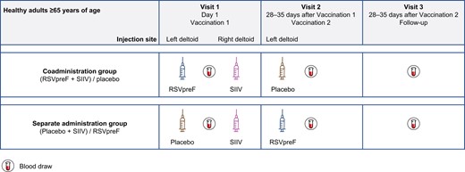 Study design. Abbreviations: RSVpreF, respiratory syncytial virus prefusion F protein–based vaccine; SIIV, seasonal inactivated influenza vaccine.