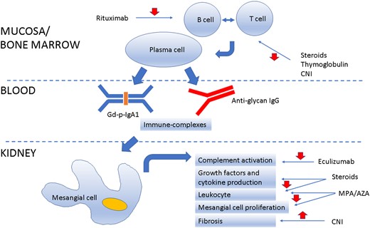 Schematic representation of IgAN recurrence in the graft and potential site of drug intervention.