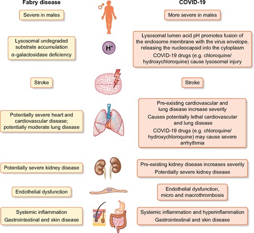 Common features in the pathogenesis and clinical manifestations of FD and COVID-19. Attribution of parts of the image: Wolfdog406 at English Wikipedia; Author: Peter van Driel, NL.