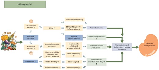 Potential mechanism of beneficial effect of fiber in patients with CKD. Dietary fiber intake decreases levels of uremic toxin in the blood by facilitating laxative to increase uremic toxin excretion and altering the microbiota (to facilitate the growth of less uremic toxin-producing bacteria and to improve the intestinal barriers thus reduces the permeability of toxins from gut to blood). Fiber intake promotes gut microbiota shift toward saccharolytic bacteria and increases SCFAs production. SCFAs contribute to kidney health by reducing stimuli to systemic inflammation, improve intestinal barrier, both modulating the immune system and the anti-inflammatory response. All these processes contribute to the reduction in uremic toxins and inflammations in the circulation and preserved kidney function as a result.