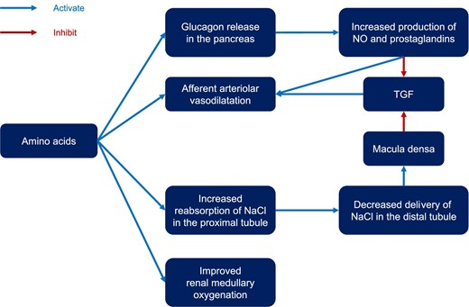 Mechanism of action of intravenous amino acids for kidney protection. TGF, tubuloglomerular feedback.