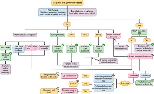 A proposed algorithm for cancer screening, surveillance for underlying or concomitant malignancies, and treatment of glomerular diseases. Screening for underlying malignancy should be based on individual risk factors and presenting features of the patients, i.e. the presence of constitutional symptoms. Some glomerular diseases tend to occur more frequent as a paraneoplastic syndrome, especially patients with MN or those within the monoclonal gammopathy of renal significance spectrum. Constitutional symptoms are common for severe systemic autoimmunity and should not trigger intensified screening; only if the symptoms are persisting or part of a renal-limited disease such as a podocytopathy. If patients are resistant to treatment measures or relapse early in the disease course, consider a more intensified search for occult malignancies.