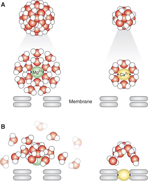 (A and B) Magnesium (top left) is surrounded by two hydration shells ...