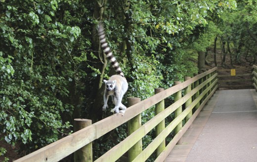Ring-tailed lemur (Lemur catta), June 2012. This species is endemic on the island of Madagascar. It is perhaps the best known of all lemur species due to the fact that it reproduces readily in captivity and is therefore the most popular lemur in zoos worldwide.